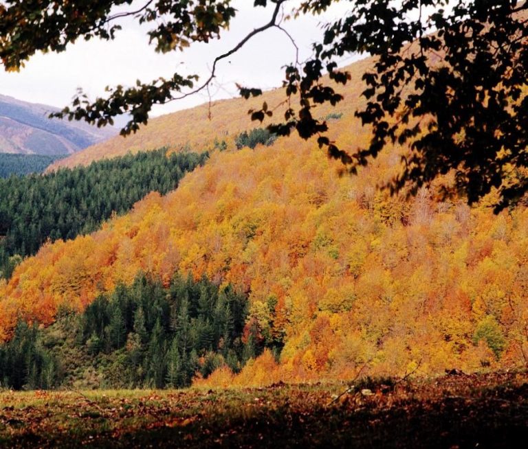 Hayedo en la Sierra de la Demanda